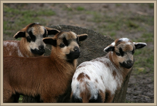Spotted Lambs by Flickr User Eva Mayer aka Eva Ganesha, CC License = Attribution, Noncommercial