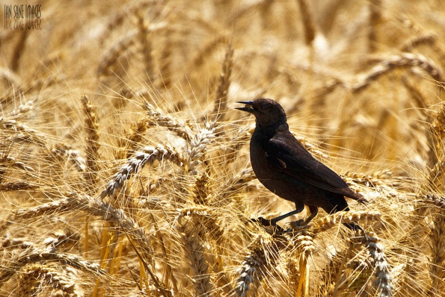 Early Harvest by Flickr User Ian Sane, CC License = Attribution